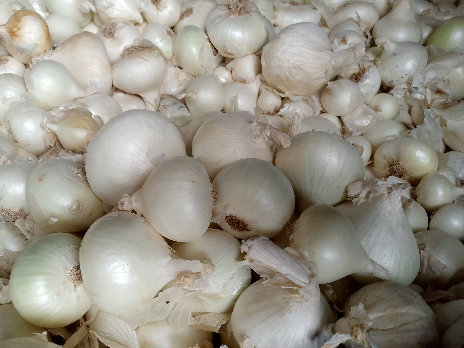 Frozen Onions
