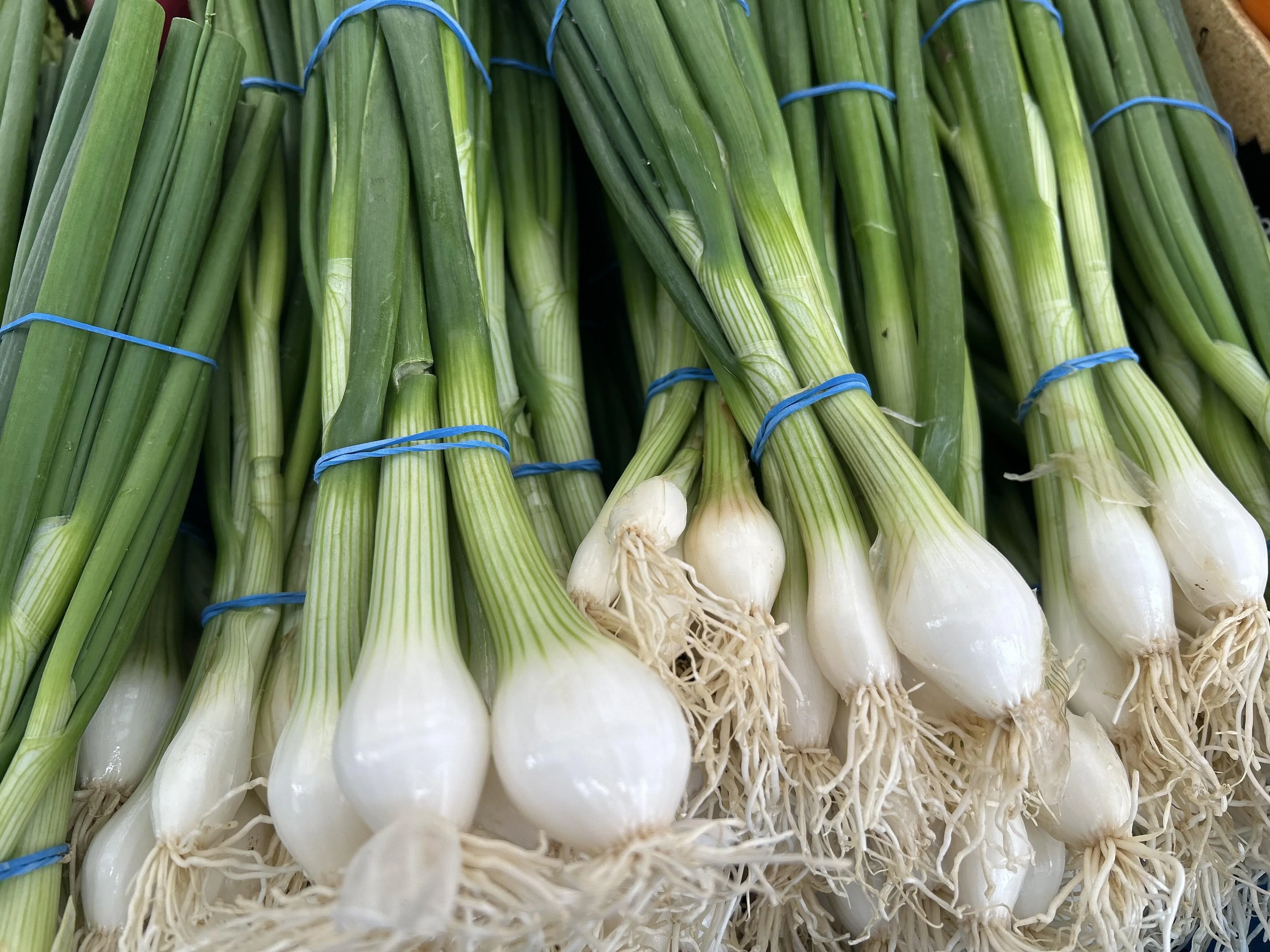 Spring Onions